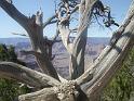 Grand Canyon (32)